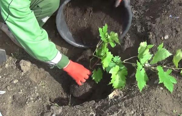 การปลูกต้นกล้า