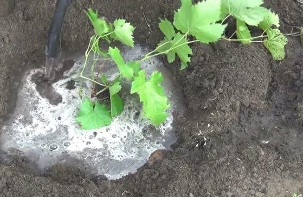 การรดน้ำต้นกล้า