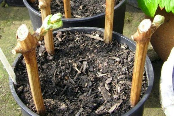 กิ่งพันธุ์องุ่น