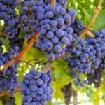 ผลไม้อัลฟ่า