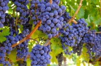 ผลไม้อัลฟ่า