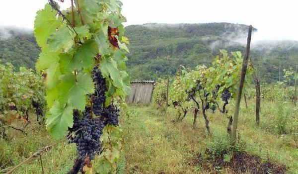 ทุ่งองุ่น