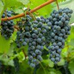 องุ่นดำ