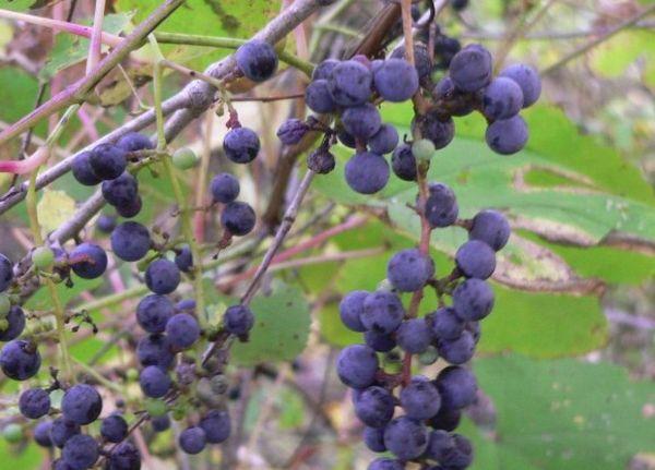 องุ่นดำ