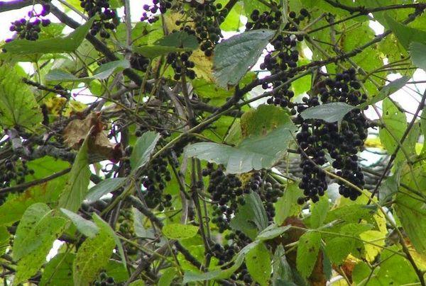 พวงองุ่น