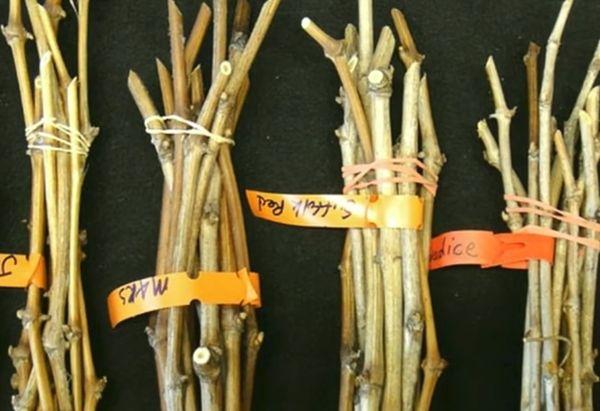 กิ่งพันธุ์องุ่น