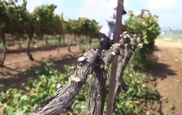 การดูแลองุ่น