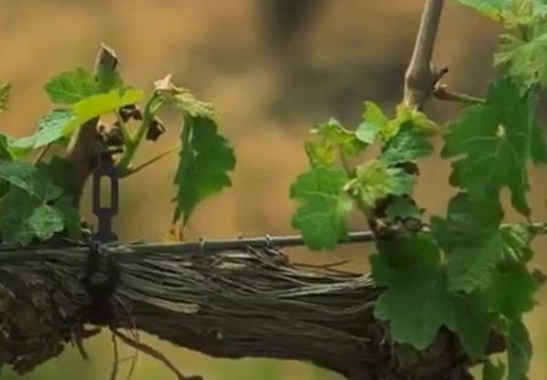 การปลูกองุ่น