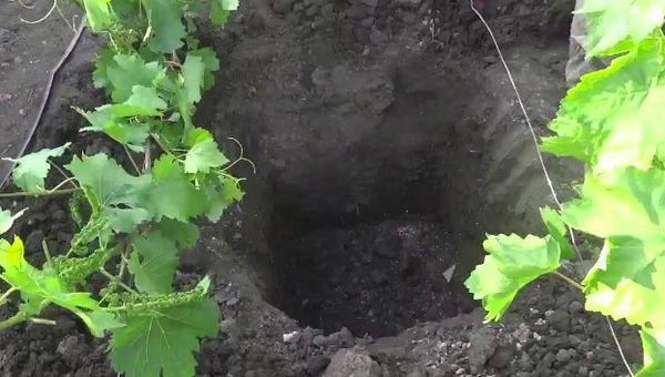 หลุมปลูก