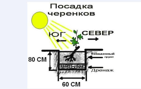 แผนผังการปลูก