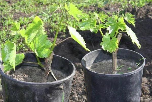 องุ่นจากการปักชำ