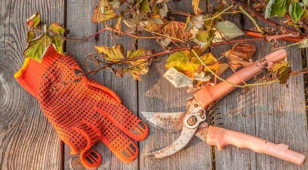 การตัดแต่งกิ่งองุ่น