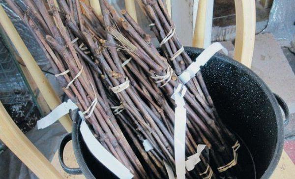 กิ่งพันธุ์องุ่น