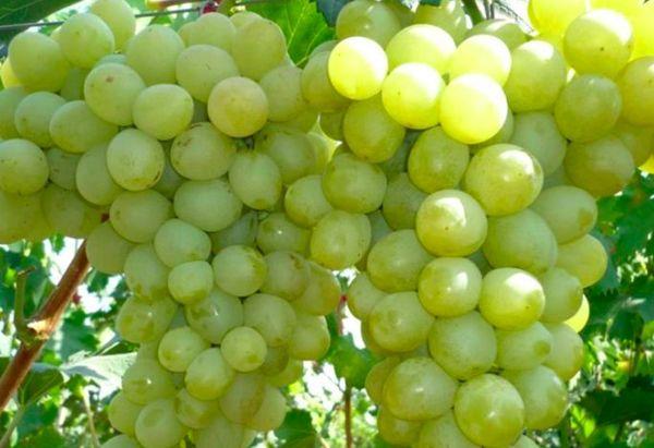 ผลเบอร์รี่สุก