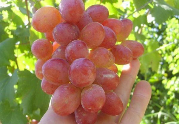 ผลไม้อัลฟ่า