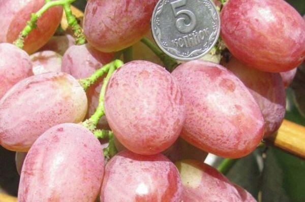 ผลไม้อัลฟ่า