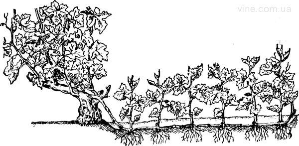 การขยายพันธุ์โดยการตอนกิ่ง