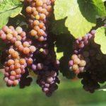 พวงองุ่น