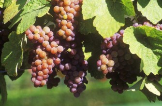 พวงองุ่น