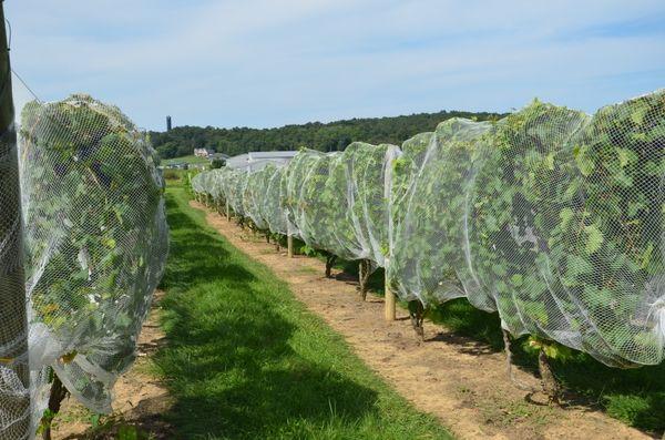 การป้องกันจากตัวต่อและนก