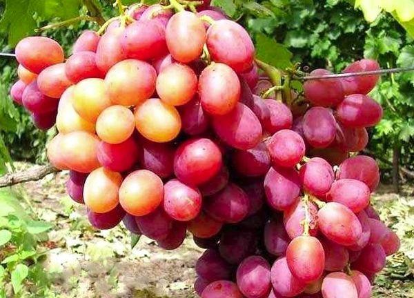 องุ่นสุก