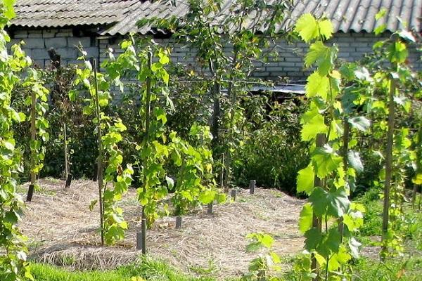 ปลูกตามโครงการ