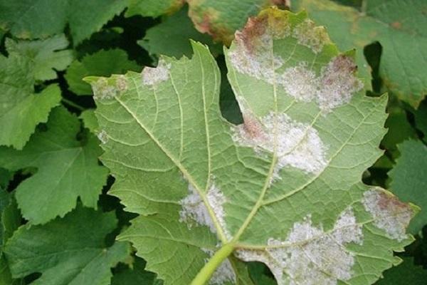 จุดบนใบ