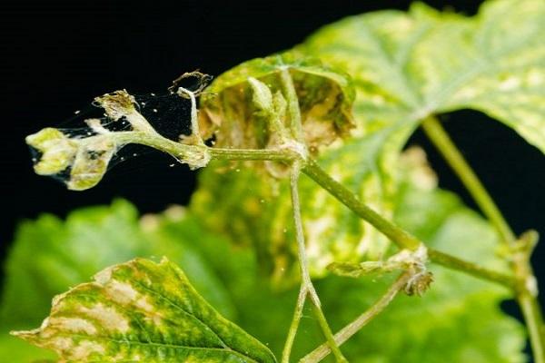 หนอนม้วนใบ