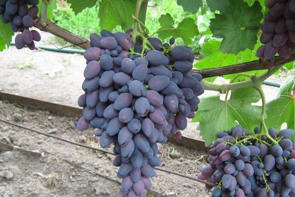 พวงใหญ่มาก