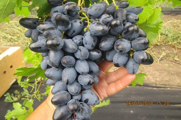 วิตามินเพิ่มขึ้น