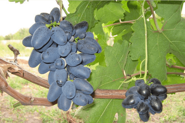 พันธุ์อาทอส