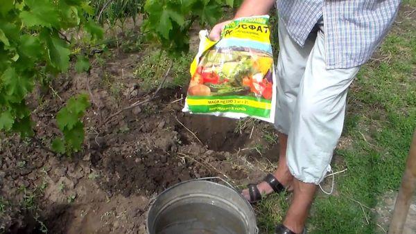 Fertilisation des raisins