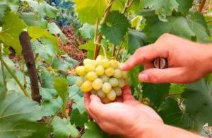 คำอธิบายพันธุ์องุ่นออกัสติน การปลูกและการดูแล วิธีการขยายพันธุ์