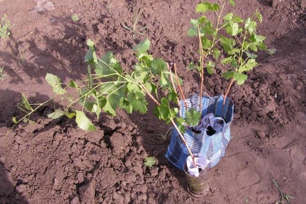 matériel de plantation