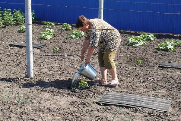 arrosage à partir d'un seau