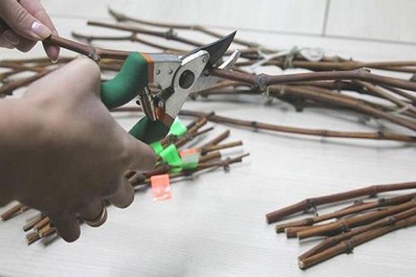 stade de reproduction