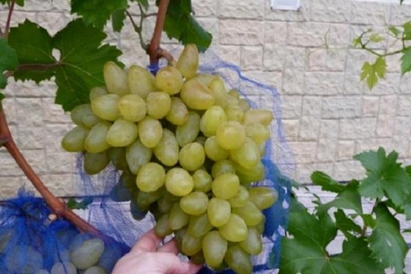 qualité des raisins