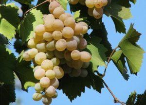 ลักษณะและลักษณะขององุ่นพันธุ์ Bianca การปลูกและการดูแล