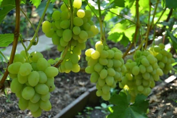 raisins dans le jardin