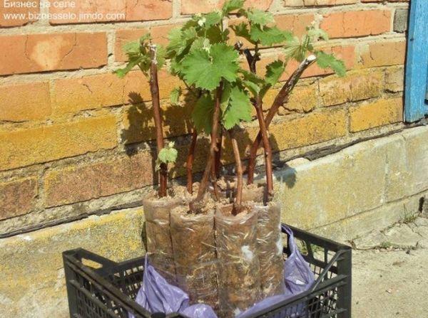 ต้นกล้าองุ่น