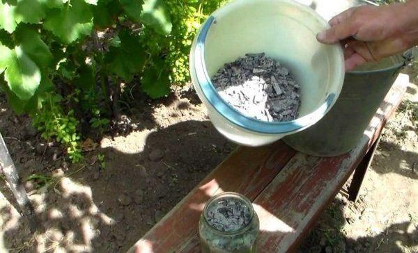 การใส่ปุ๋ยองุ่น