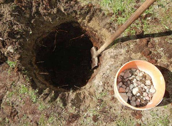 หลุมปลูก