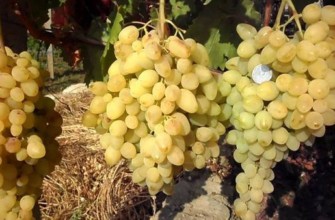 องุ่นขาว