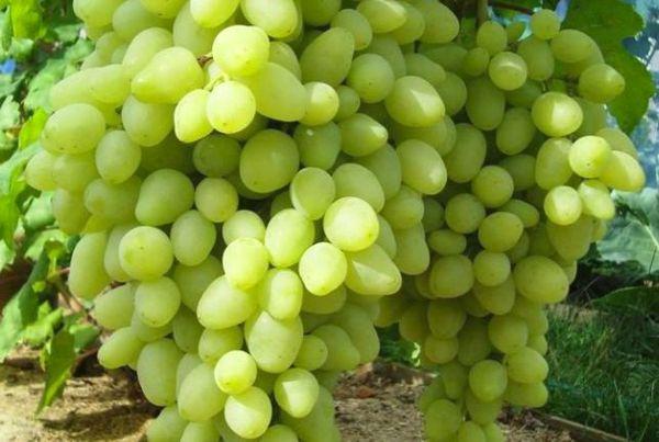 พวงองุ่น