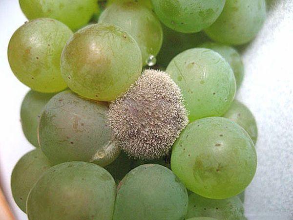 โรคเน่าสีเทา