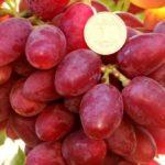 พันธุ์สีชมพู