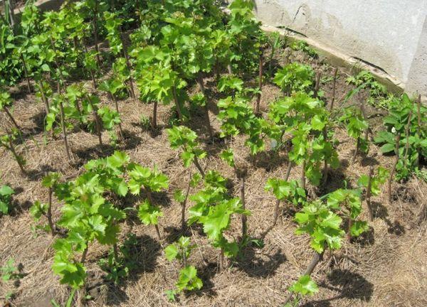 การคลุมดินองุ่น