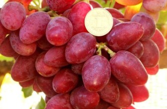 พันธุ์สีชมพู