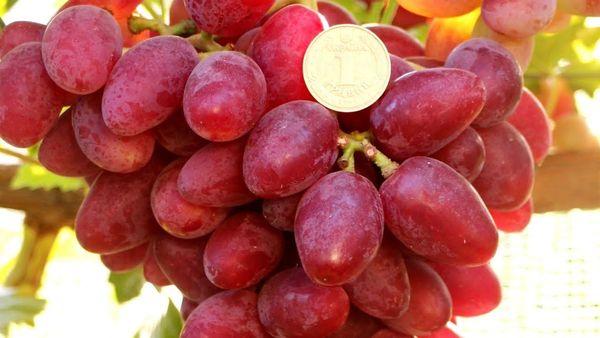 พันธุ์สีชมพู