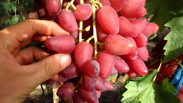 องุ่นสีชมพู